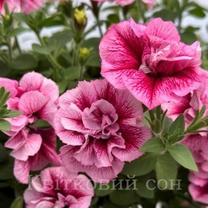 Tumbelina Franchesca_300x300_300x300